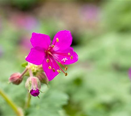 Geranium macrorrhizum 'Czakor' Geranium macrorrhizum 'Czakor'