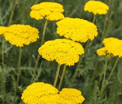 Achillea filipendulina 'Parker'