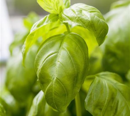 Ocimum basilicum Ocimum basilicum