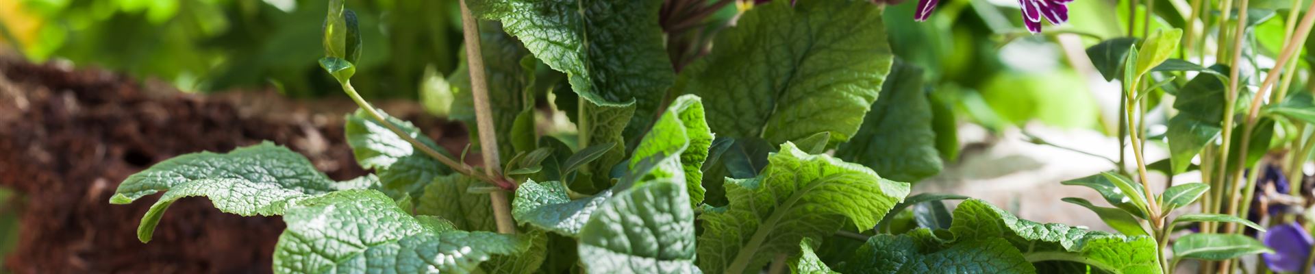 GS585744.jpg GS585744.jpg