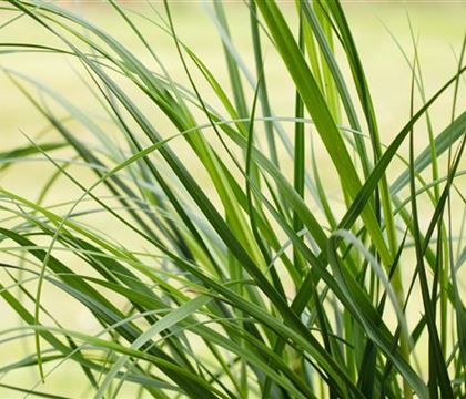 Cortaderia selloana 'Rosea' Cortaderia selloana 'Rosea'