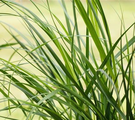 Cortaderia selloana 'Rosea' Cortaderia selloana 'Rosea'