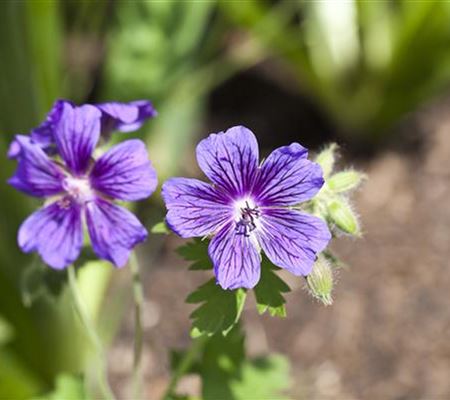 Geranium magnificum (x)