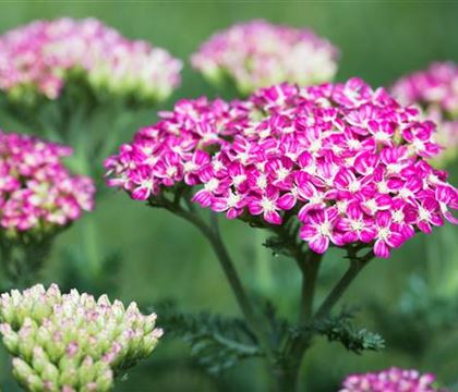 Achillea millefolium 'Cerise Queen'