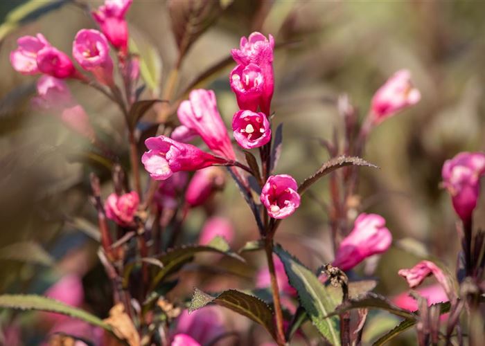 Weigelien – Blütenwunder und Augenweide