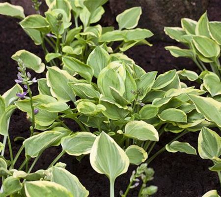 Hosta nakaiana 'Golden Tiara' Hosta nakaiana 'Golden Tiara'