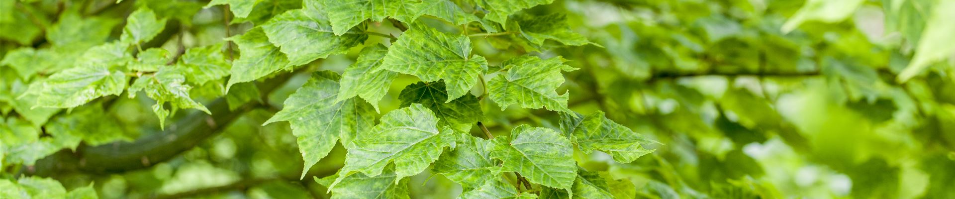 GS491415.jpg GS491415.jpg