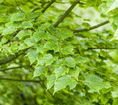 Wunderschöne Gehölze für grosse und kleine Hausgärten Wunderschöne Gehölze für grosse und kleine Hausgärten