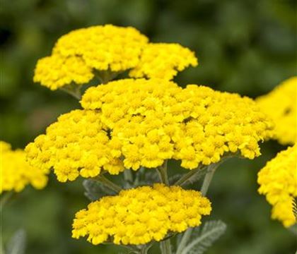 Achillea tomentosa