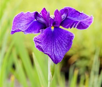 Iris laevigata