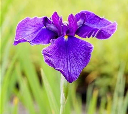 Iris laevigata Iris laevigata