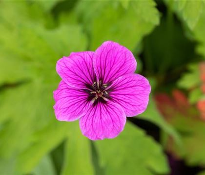 Geranium palustre Geranium palustre
