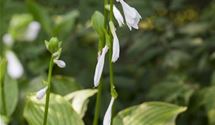 Hosta, Funkie