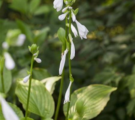 Hosta plantaginea 'Royal Standard' Hosta plantaginea 'Royal Standard'