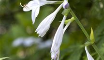 Hosta, Funkie