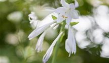 Hosta, Funkie