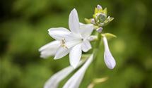 Hosta, Funkie