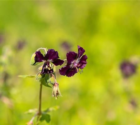 Geranium phaeum