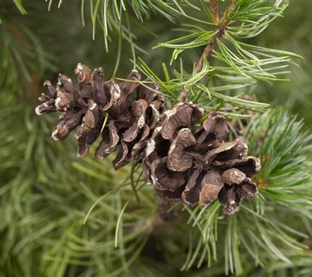 Pinus parviflora 'Tempelhof' Pinus parviflora 'Tempelhof'