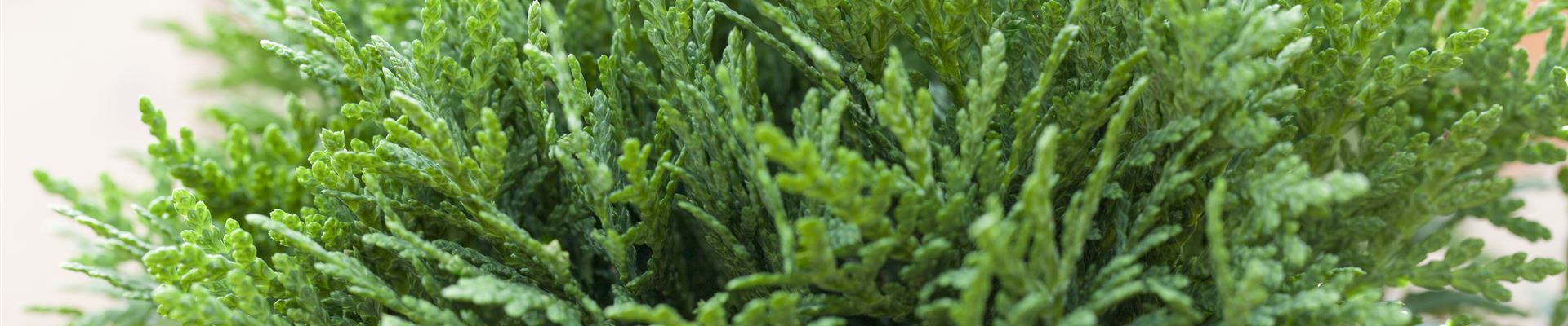 GS420390.jpg GS420390.jpg