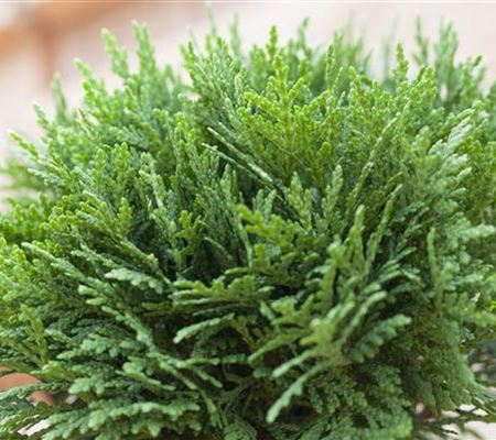 Zwerggehölze für Terrasse und Balkon  Zwerggehölze für Terrasse und Balkon