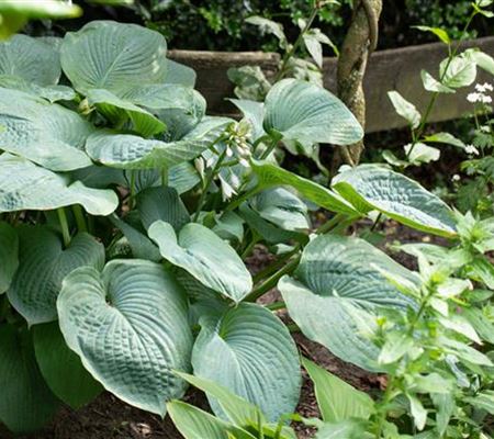 Hosta sieboldiana 'Big Daddy' Hosta sieboldiana 'Big Daddy'