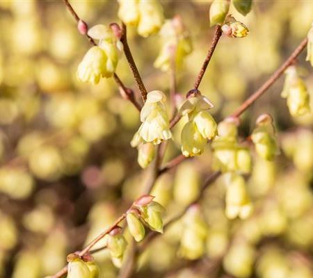 Corylopsis pauciflora