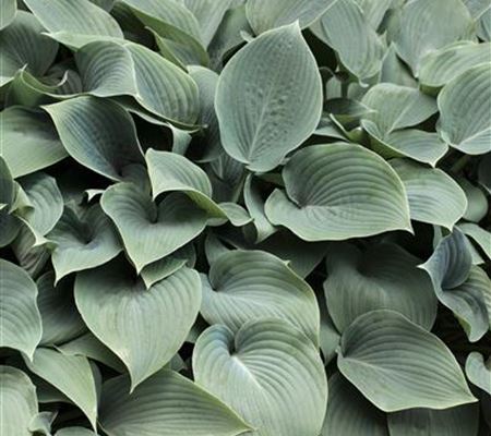 Hosta sieboldiana 'Elegans' Hosta sieboldiana 'Elegans'