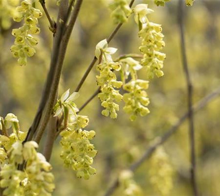 Corylopsis spicata