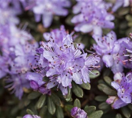 Rhododendron impeditum Rhododendron impeditum