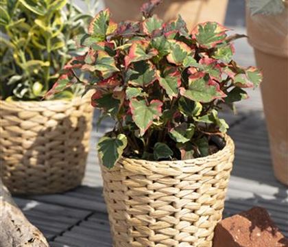 Houttuynia cordata 'Chameleon' Houttuynia cordata 'Chameleon'