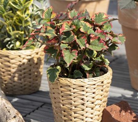 Houttuynia cordata 'Chameleon' Houttuynia cordata 'Chameleon'