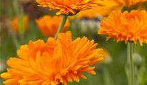 Ringelblume