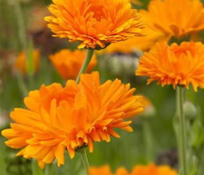 Calendula officinalis