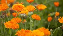 Ringelblume