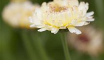 Ringelblume