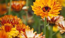 Ringelblume