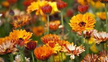 Ringelblume