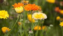Ringelblume