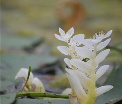 Aponogeton distachyos Aponogeton distachyos