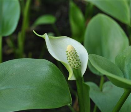 Calla palustris Calla palustris