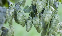 Hopfen