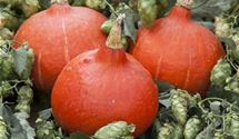 Hopfen