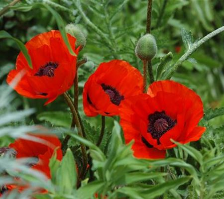 Papaver orientale 'Beauty of Livermere'