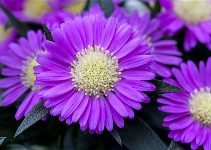 Astern – Die Stars in Ihrem Garten