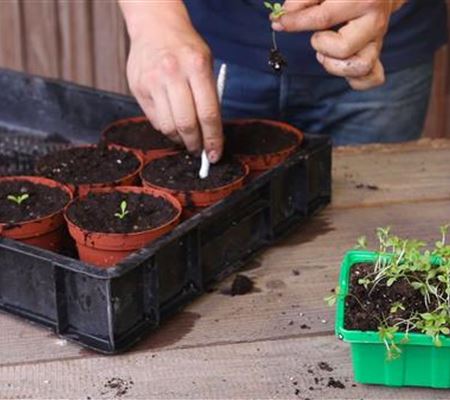 Zwergastern - Pikieren Zwergastern - Pikieren