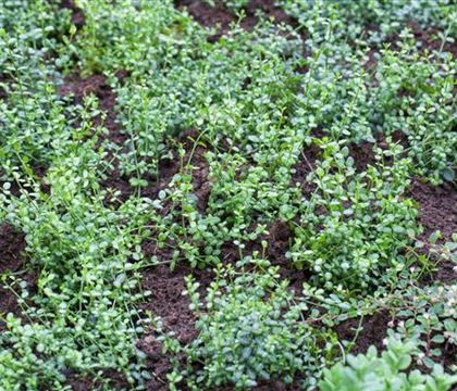 Euonymus fortunei 'Minimus' Euonymus fortunei 'Minimus'