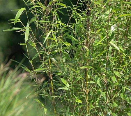 Bambus – das exotische Multitalent im Garten Bambus – das exotische Multitalent im Garten