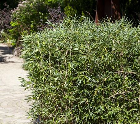 Bambus richtig giessen – so klappt es garantiert