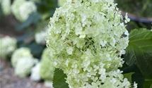 Hortensie